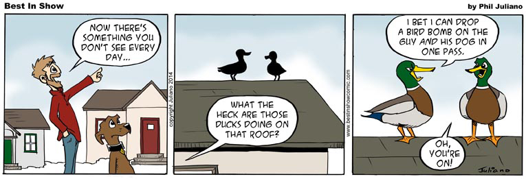 2014-03-31 Roof Ducks